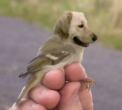 Bird-dog.jpg