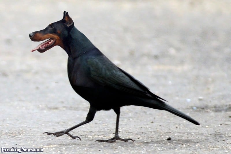 Blackbird-114159.jpg