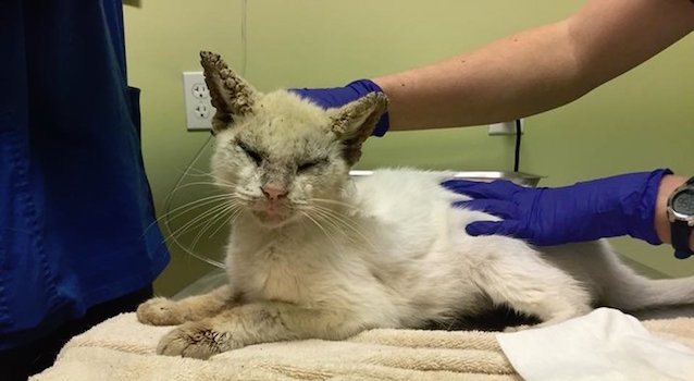 Blind-Cat-with-special-eyes-1.jpeg