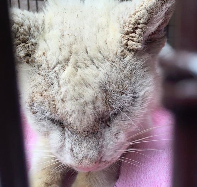 Blind-cat-with-special-eyes-2.jpeg