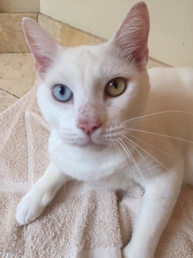 Blind-cat-with-special-eyes-3.jpeg
