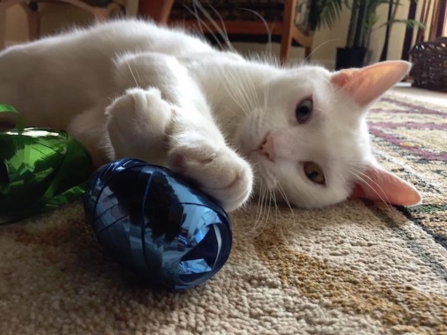 Blind-cat-with-special-eyes-4.jpeg