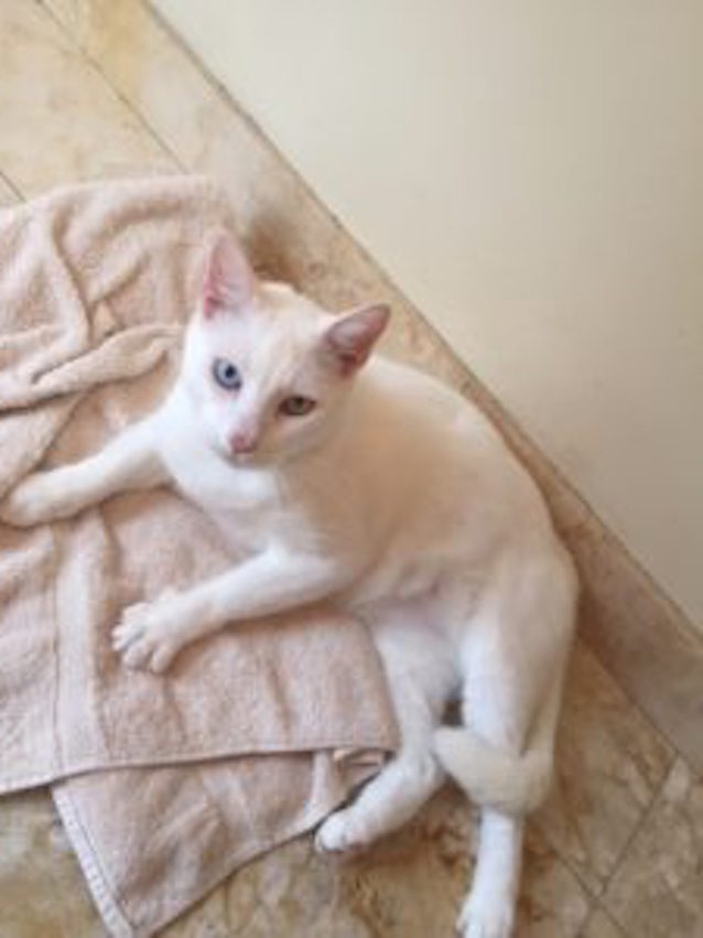 Blind-cat-with-special-eyes-5.jpg