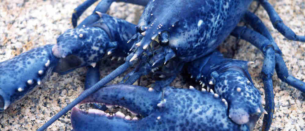 Blue-Lobster-Media-1000x430_opt.jpg