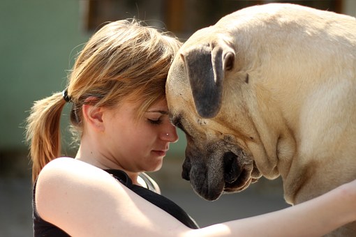 Boerboel Beast Peanut Bulldog Dog Ballotade