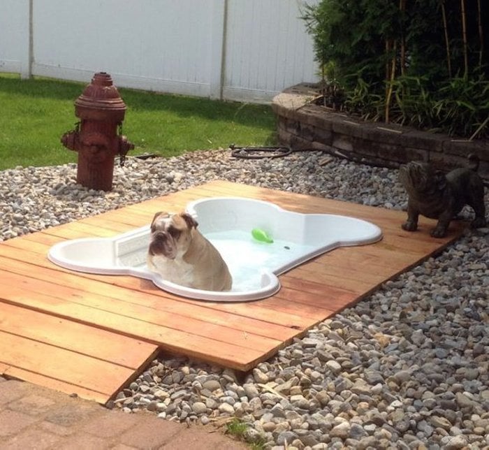 Bone-Pool-for-Dogs.jpg