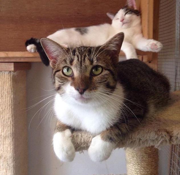 Bonnie-and-Clyde.jpg