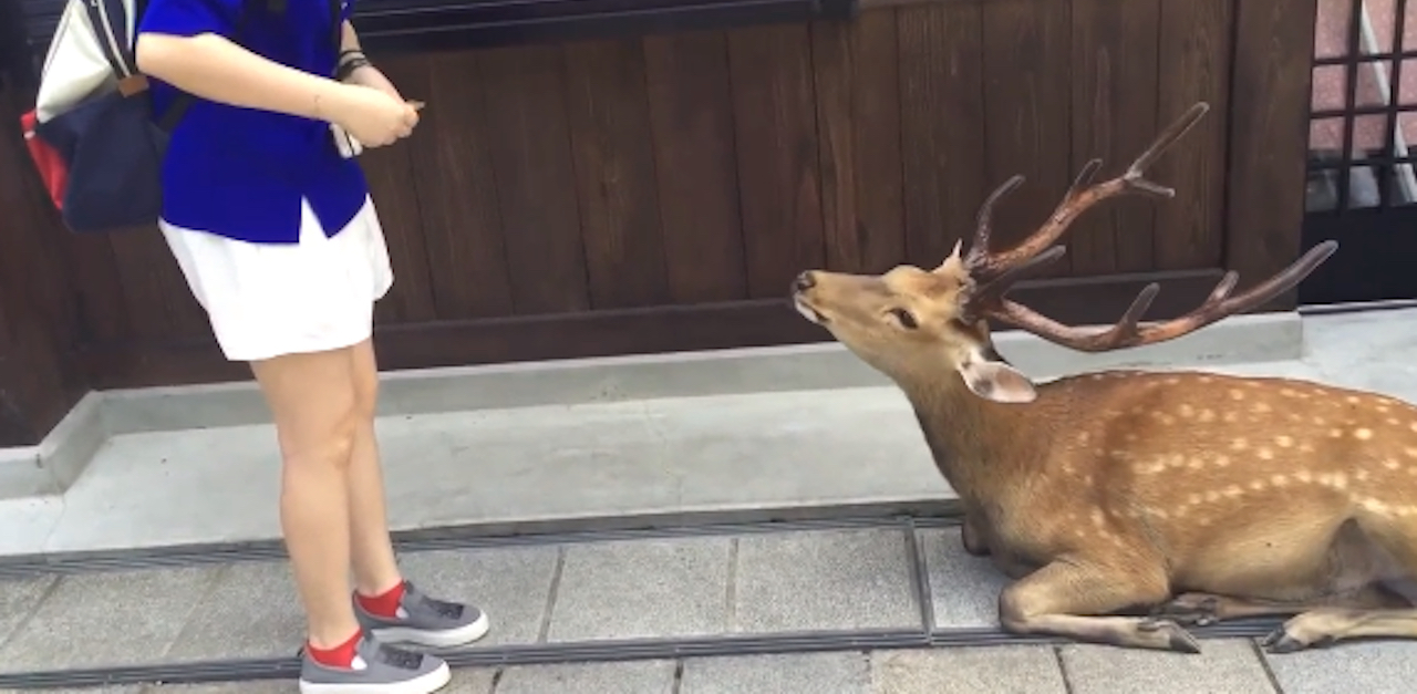 Bowing Deer Beauty