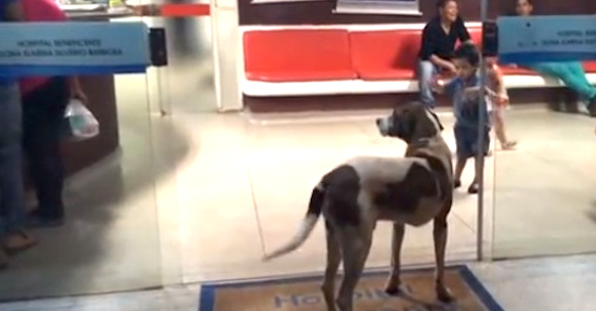 Brazilian Dog Refuses to Leave Hospital Caring for Ailing Owner