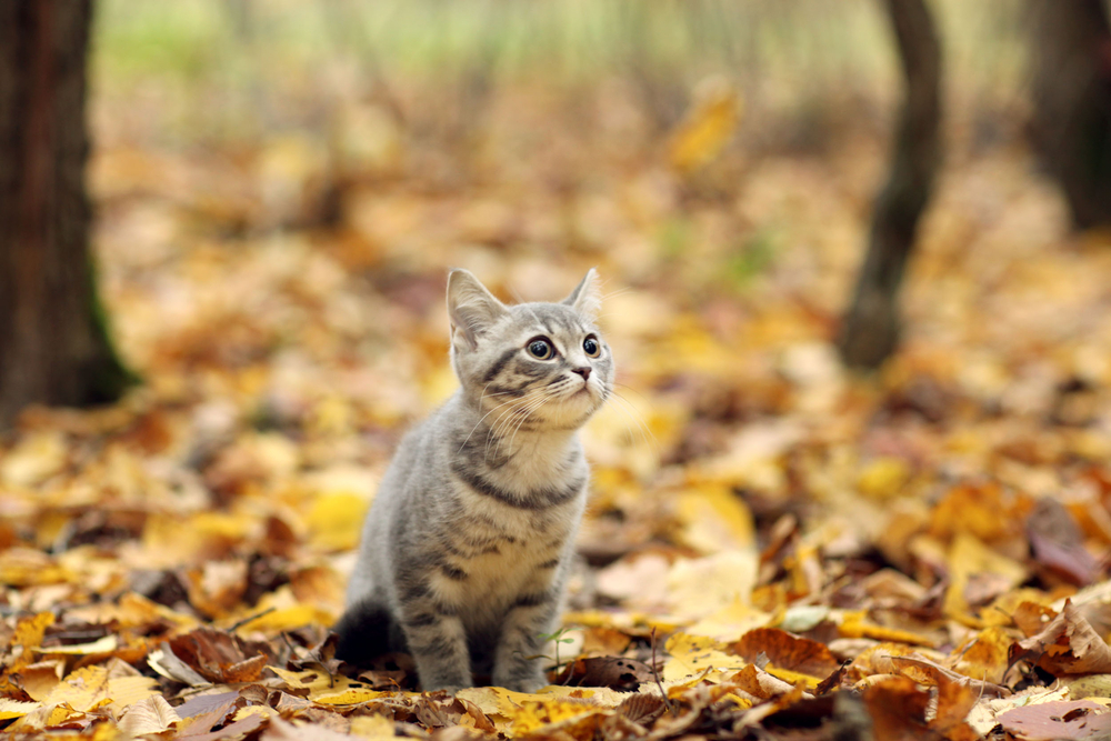British-kitten-in-autumn-park-fallen-leaves1.jpg