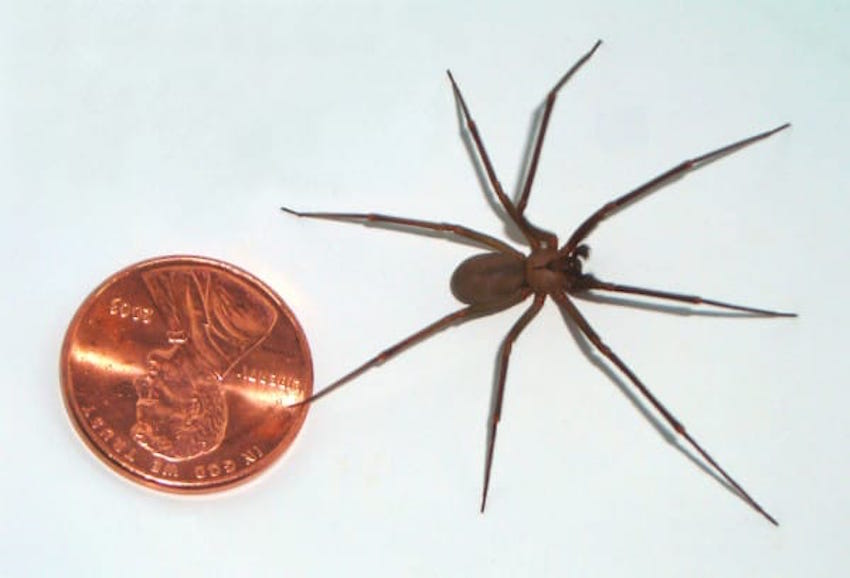 Brown-recluse-coin-edit-600x408-1.jpg