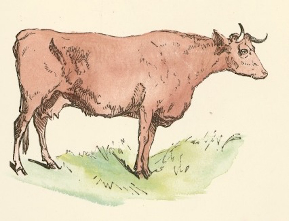 Brown_Cow_Drawing1.jpg