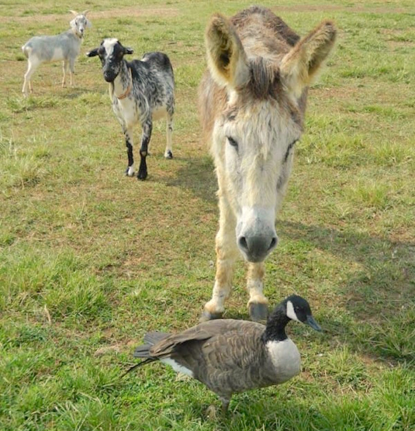 Bub-and-Goose-6-600x800-1.jpg