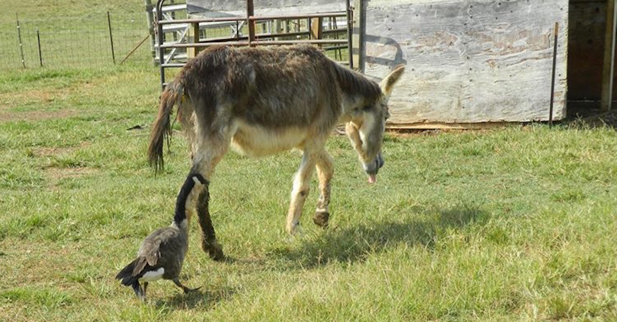 Bub and Goose Feature 2