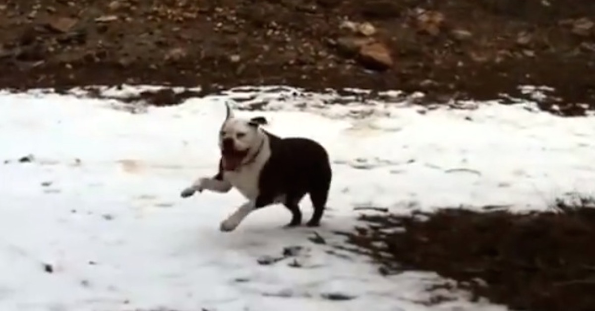 Bulldog Funny Snow Rolling Down Hill