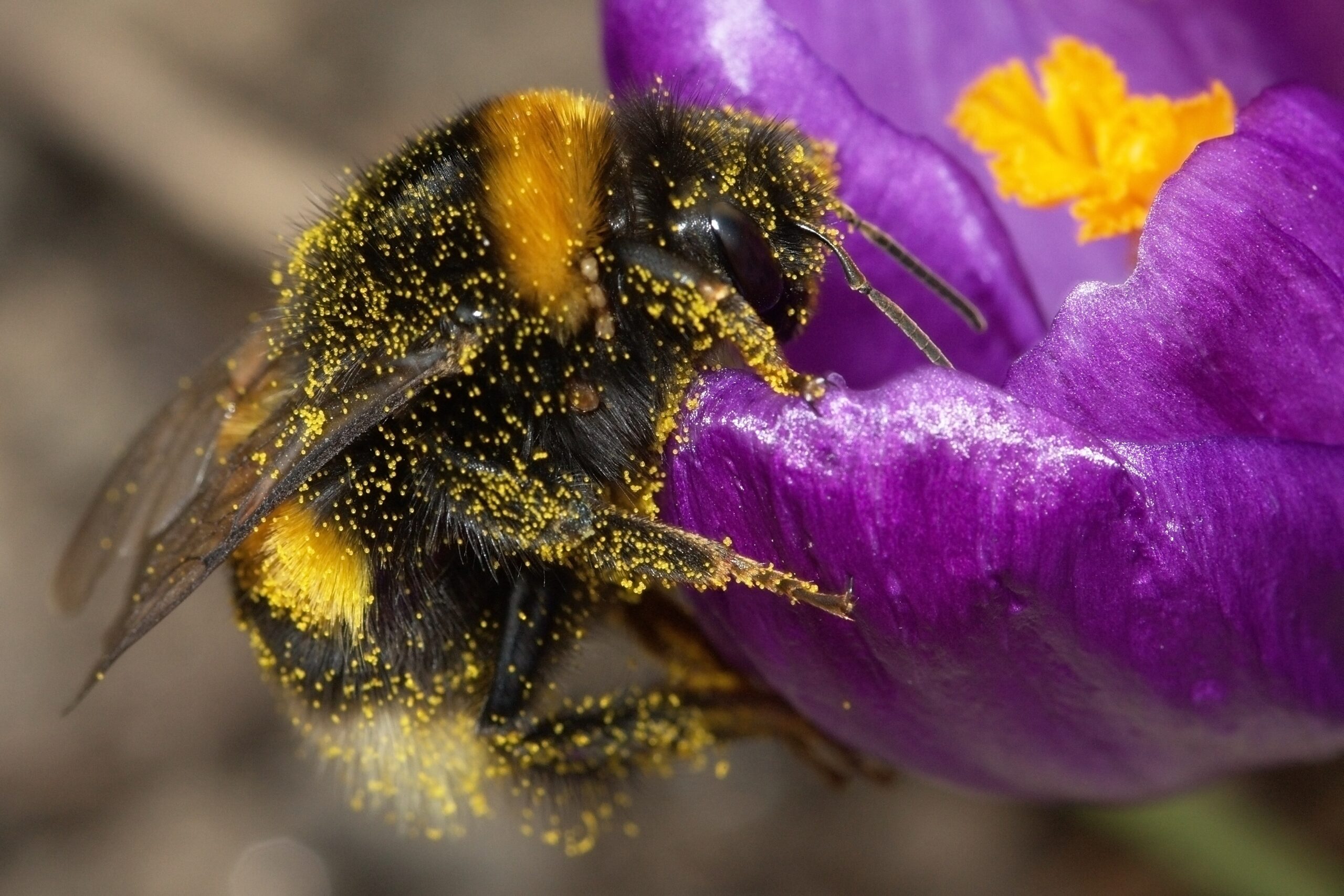 Bumblebee-2009-04-19-01.jpg