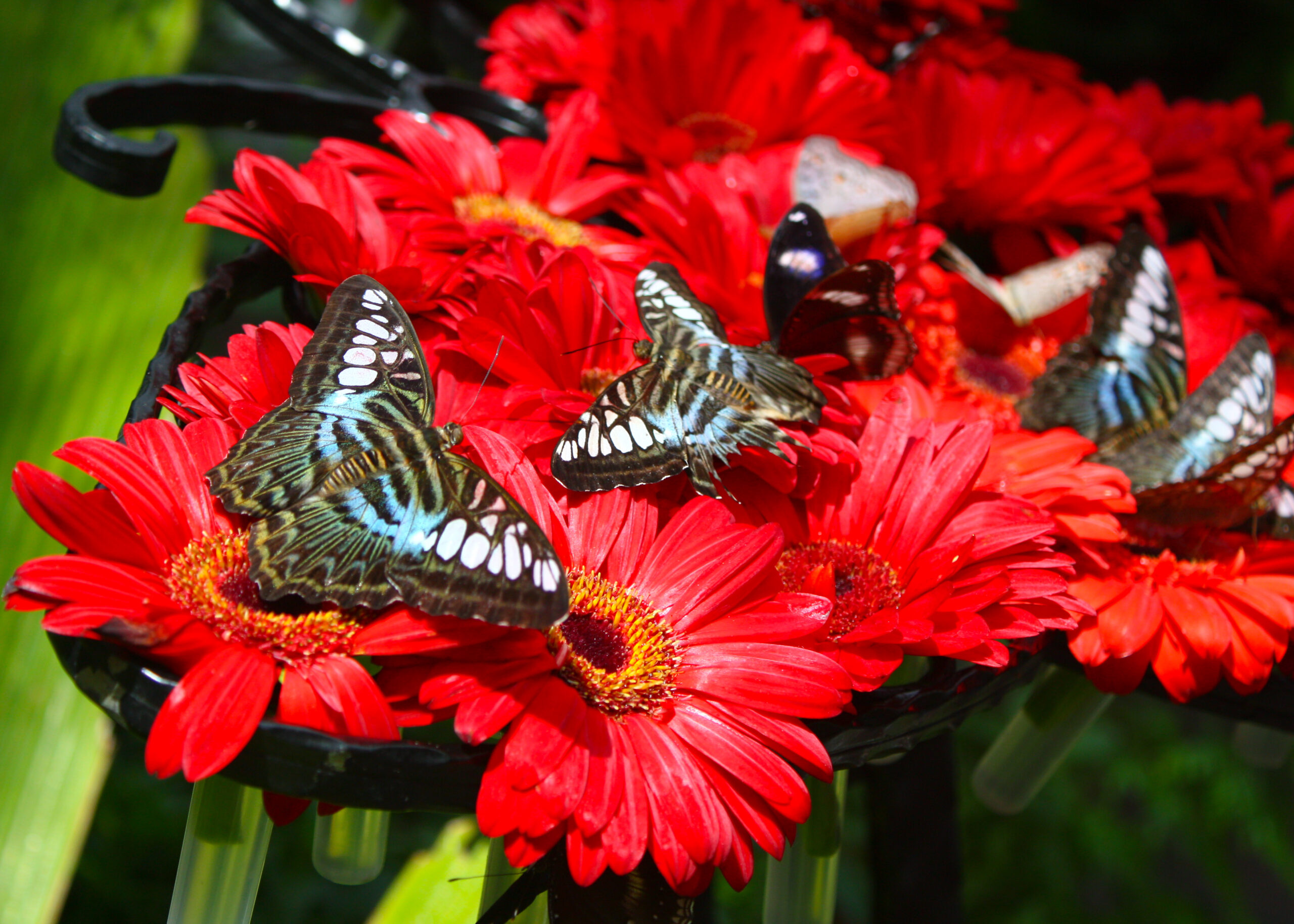 Butterfly_Garden_at_Changi_Airport_Singapore_3366809228.jpg