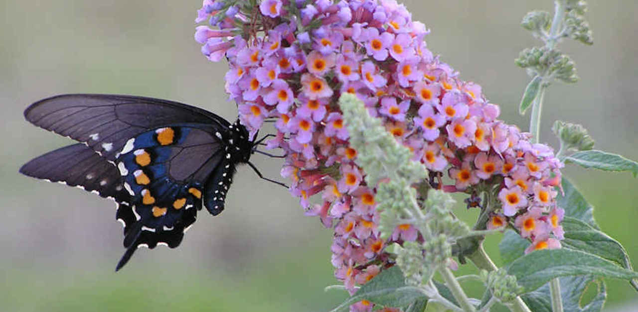 Butterfly_feeding_from_butterfly_bush copy