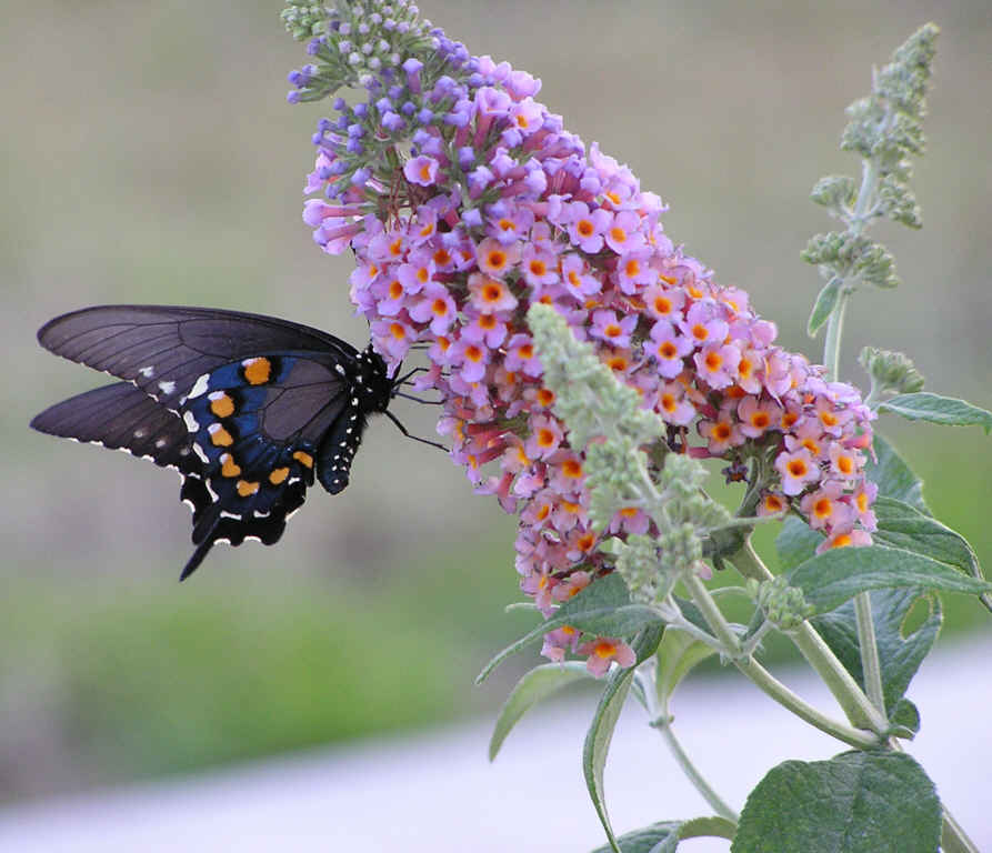 Butterfly_feeding_from_butterfly_bush.jpg