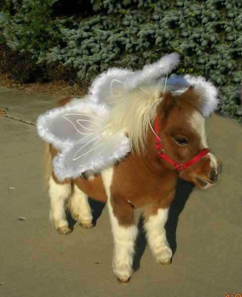 ButtonHalloweenAngel20001small1.jpg