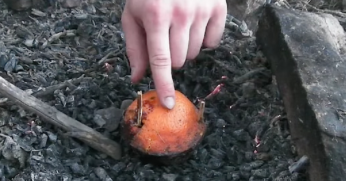 CAKE IN ORANGE THUMB