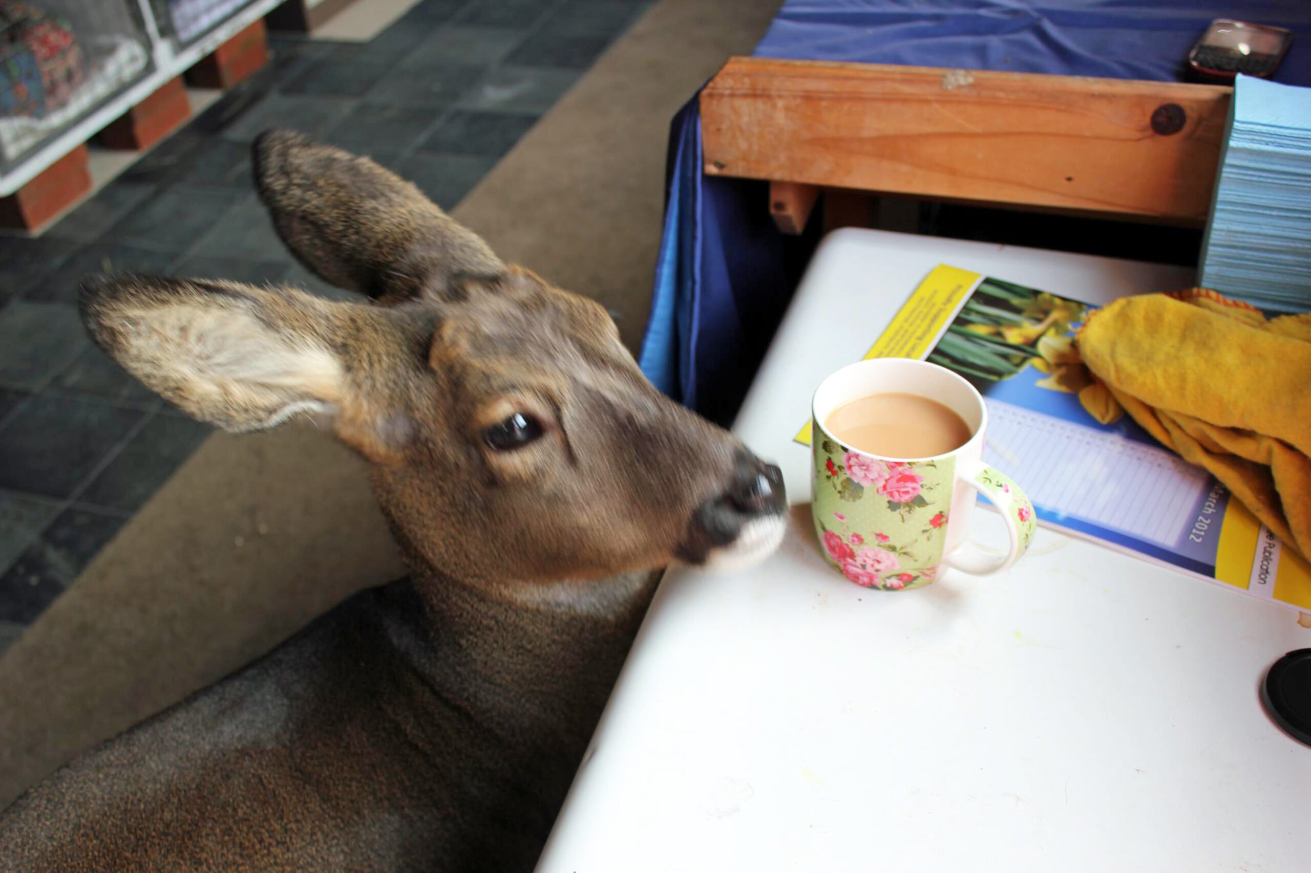 PET DEER PET DEER