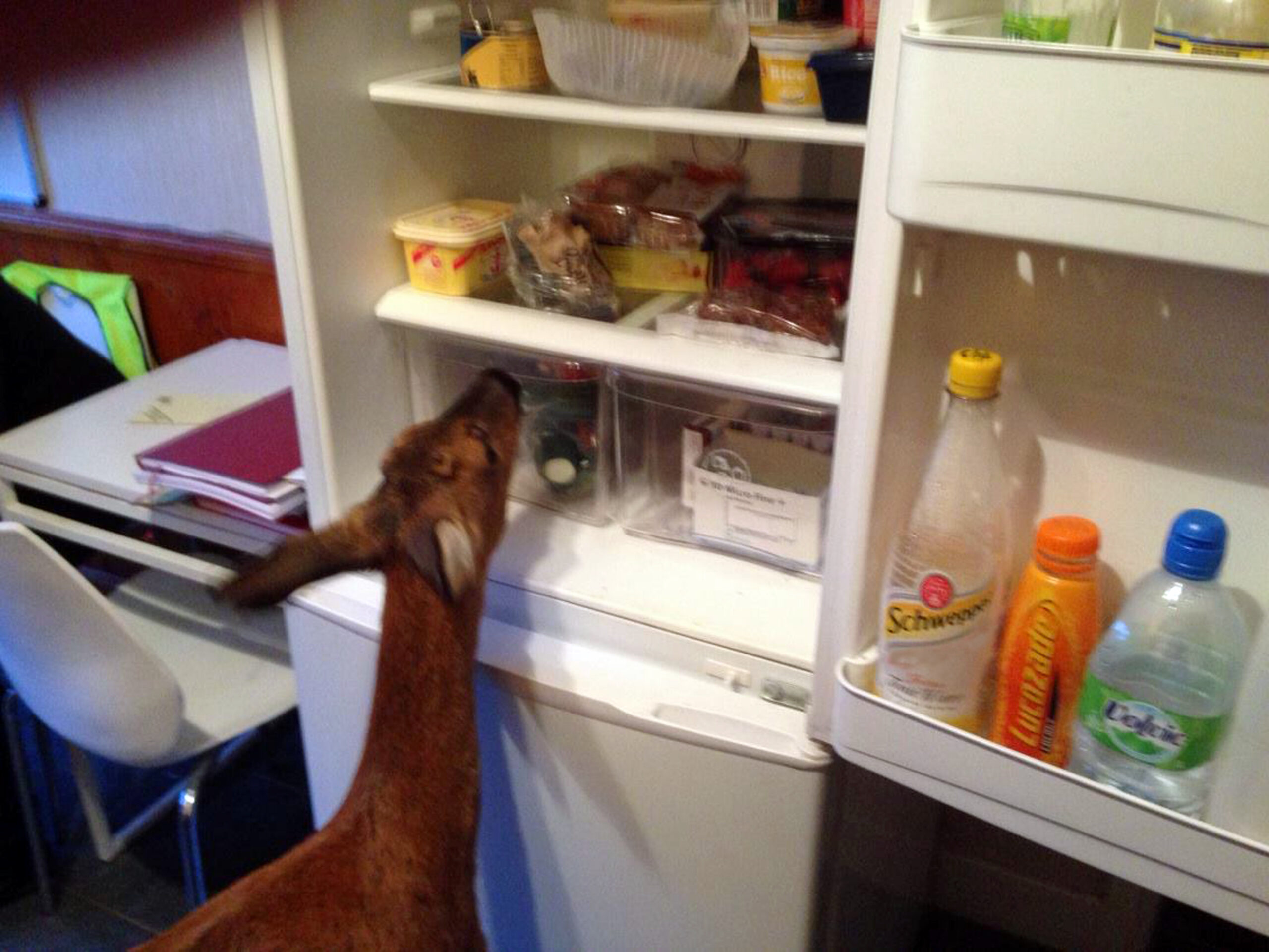 PET DEER