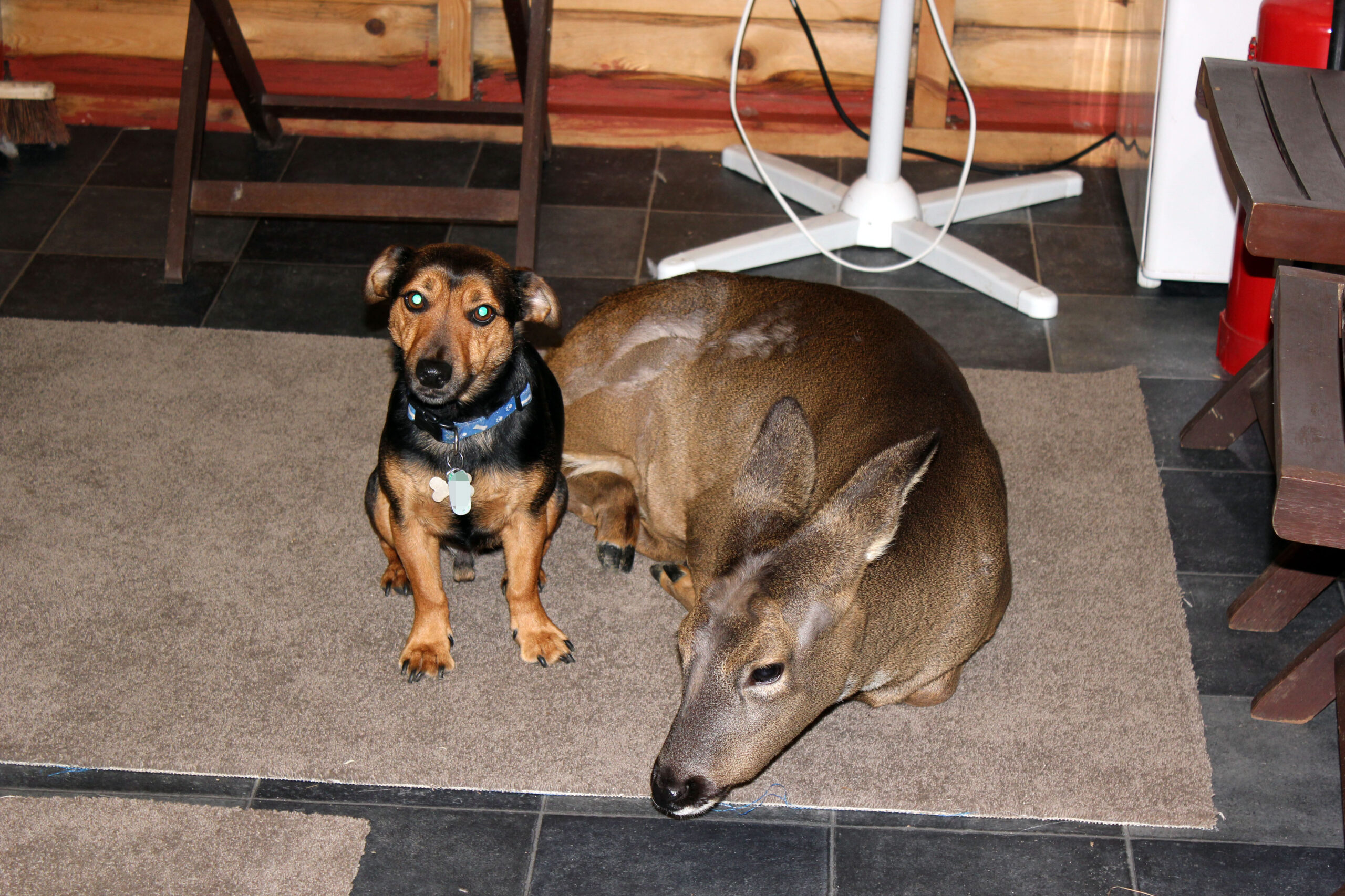 PET DEER