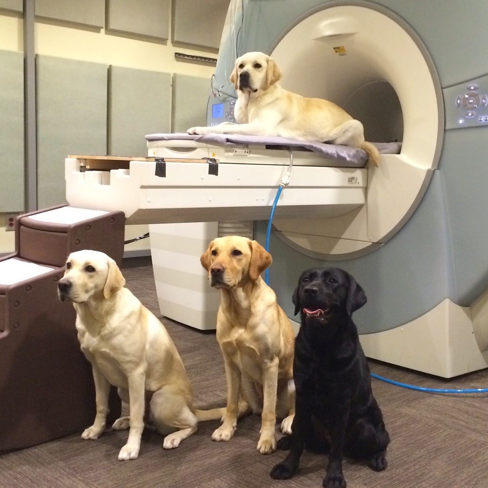 CCI_dogs_on_magnet.jpg