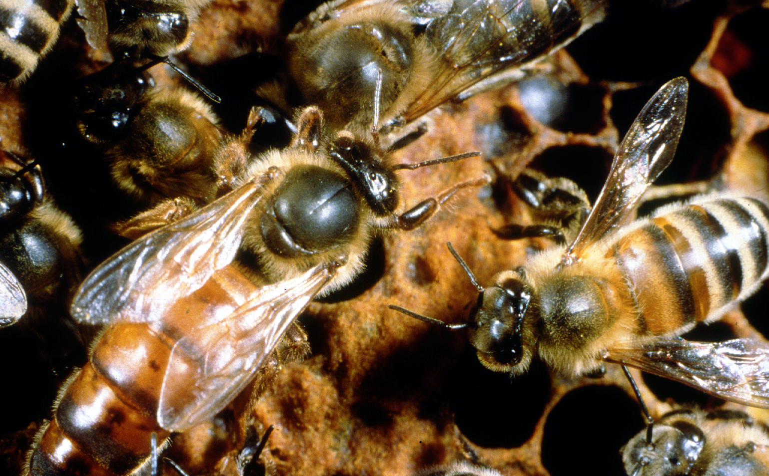 CSIRO_ScienceImage_80_A_Queen_Bee.jpg