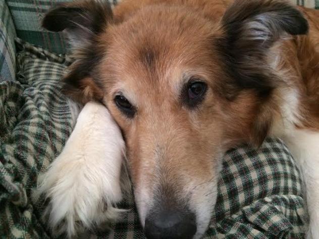Cali-The-Collie-Adopt-1.jpg