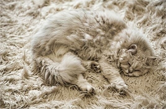Camouflaged-Cat-Against-Shaggy-Rug.jpg