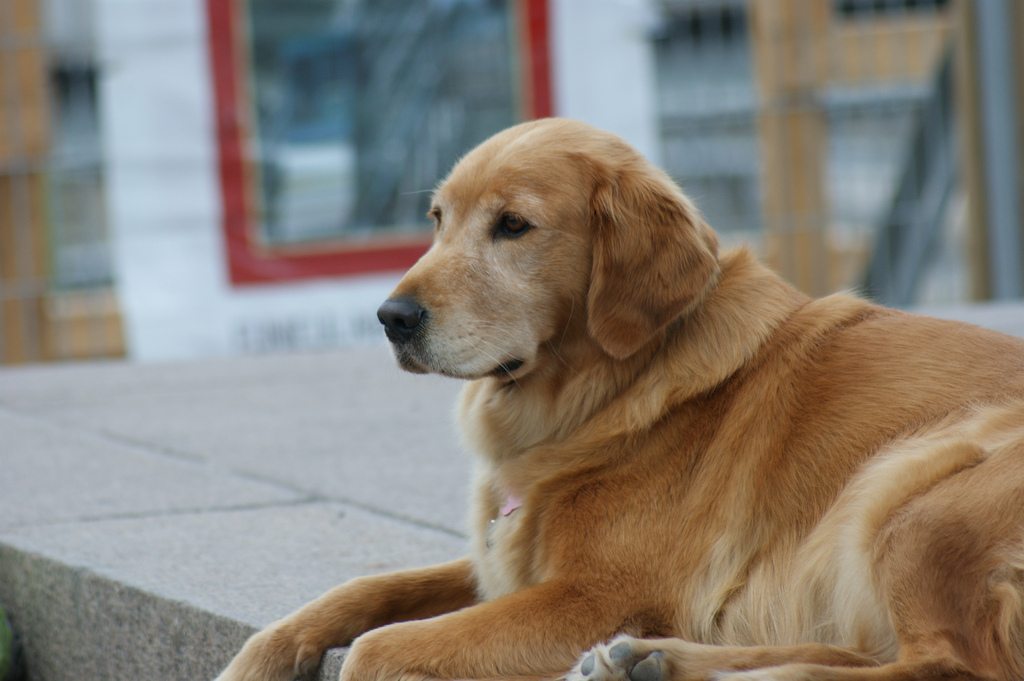 Canadian_Golden_Retriever.jpeg
