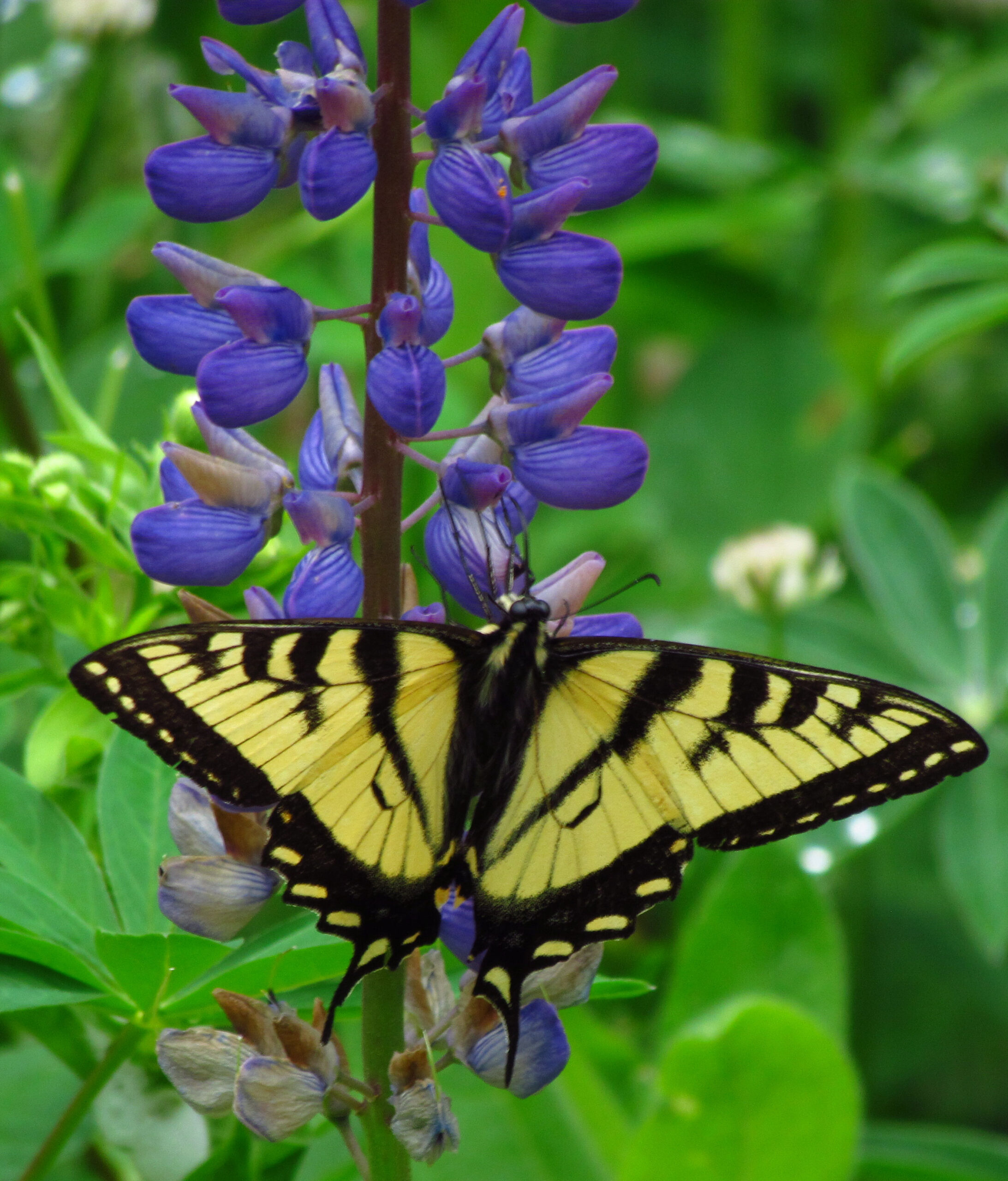 Canadian_Tiger_Swallowtail_on_Wild_Lupine.jpg