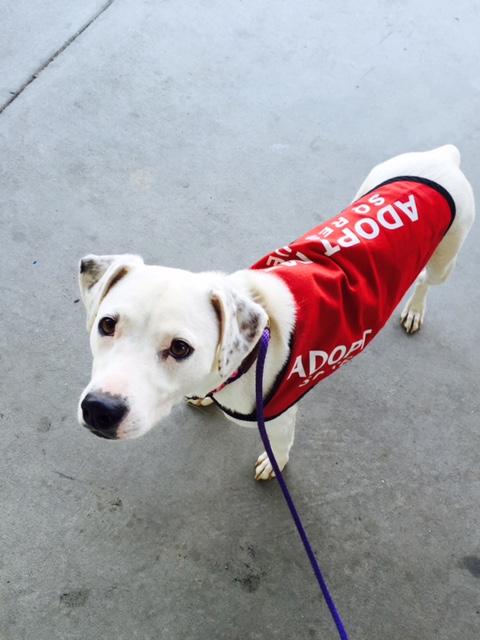 Candy-Adopt-Dog-2.jpg