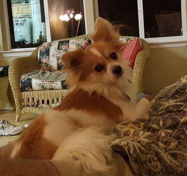 Candy-Adopt-Dog-3.jpg