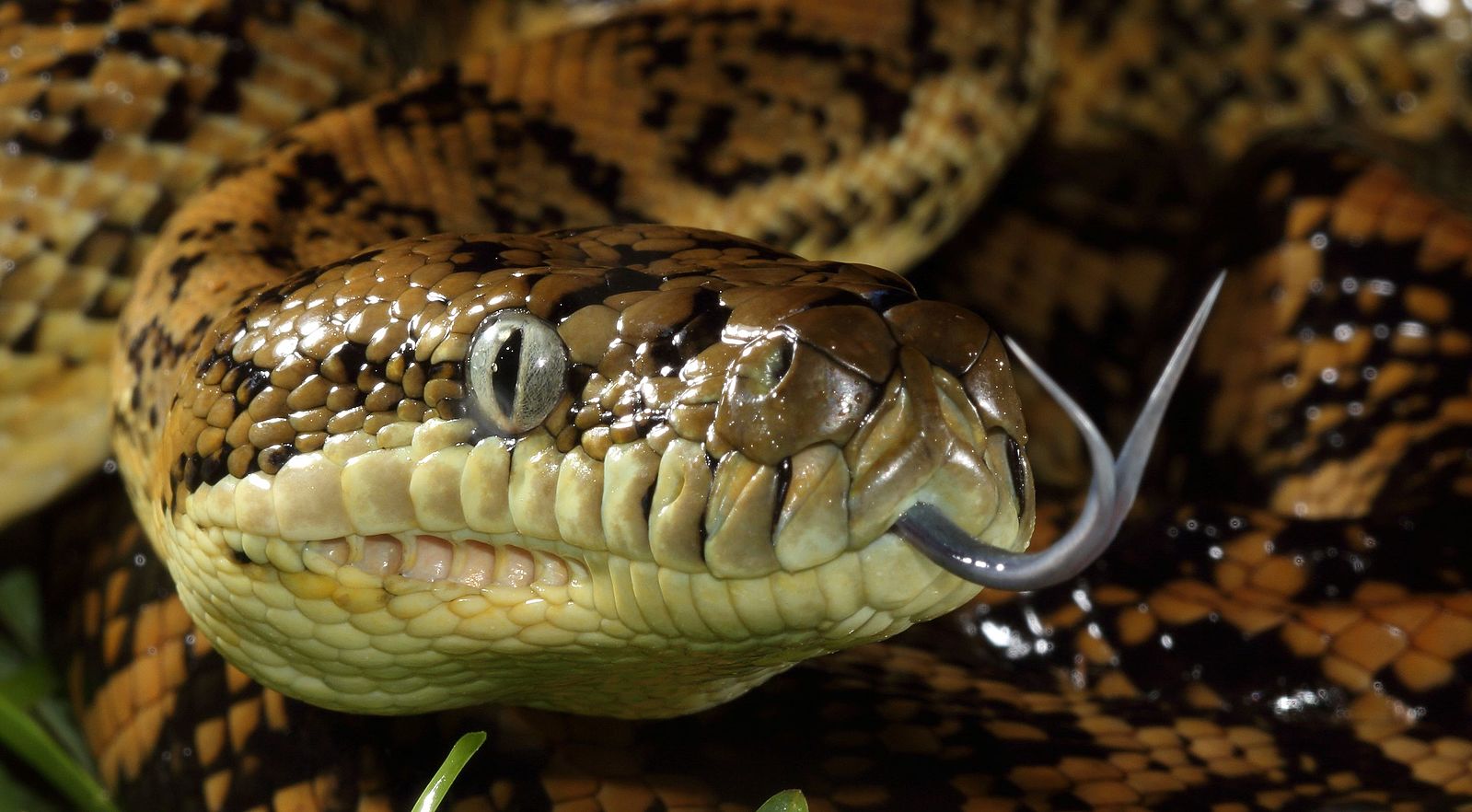 Carpet_Python_Marcoola_QLD_01.jpg