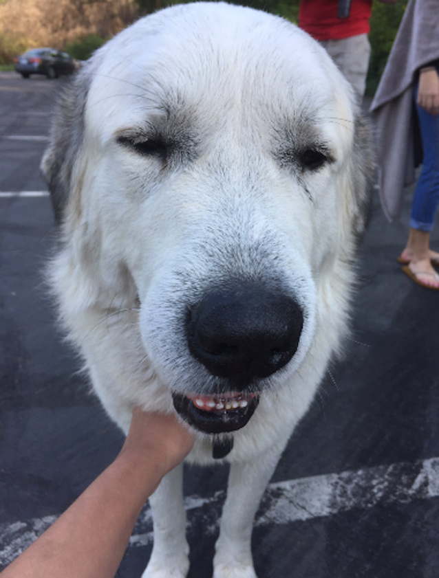 Cash-the-dog-loves-adventures-2.jpg