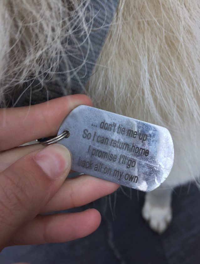 Cash-the-dog-loves-adventures-4.jpg