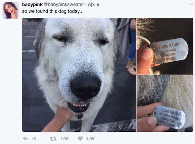 Cash-the-dog-loves-adventures-5.jpg