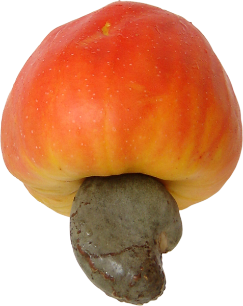 Cashew_Brazil_fruit_3.png