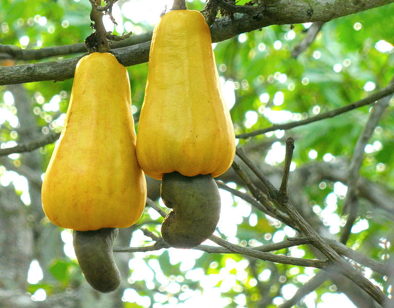 Cashew_apples.jpg