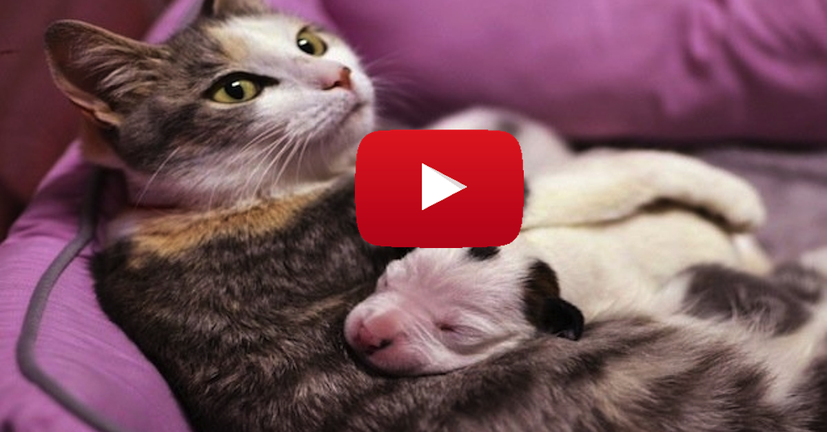 Cat Adopts Pit Bull Puppy copy