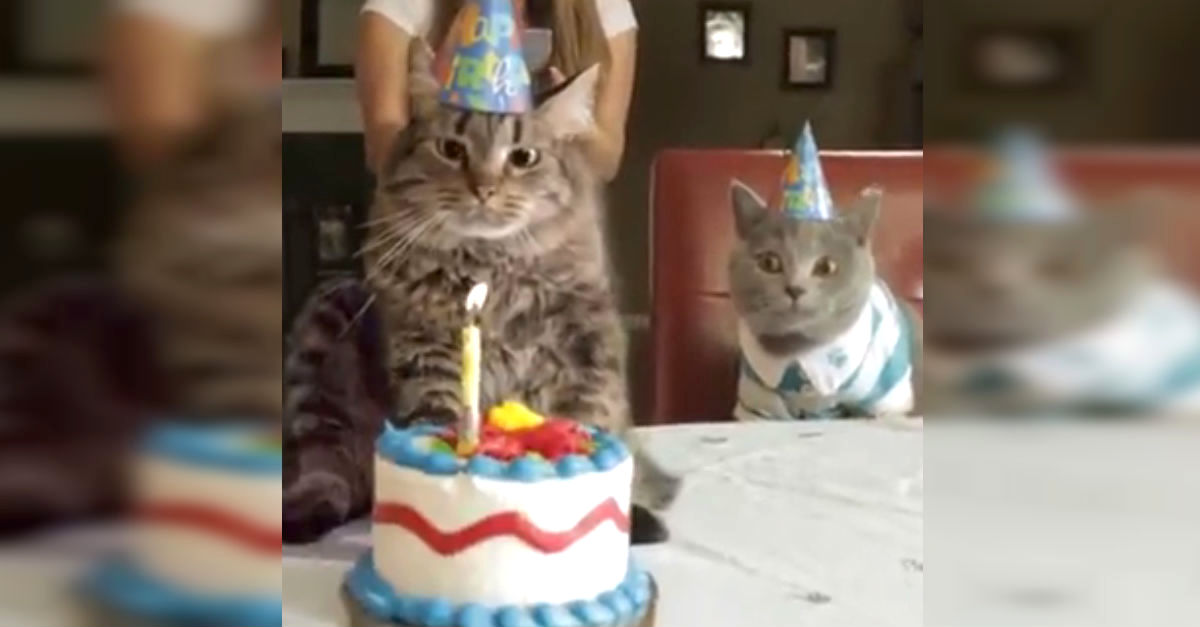 Cat Birthday Cake Funny