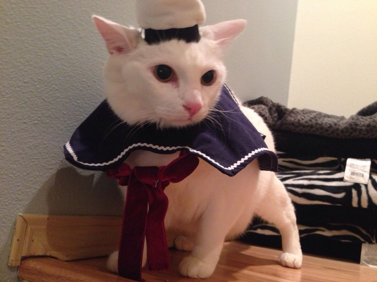 Cat-Costume-15.jpg