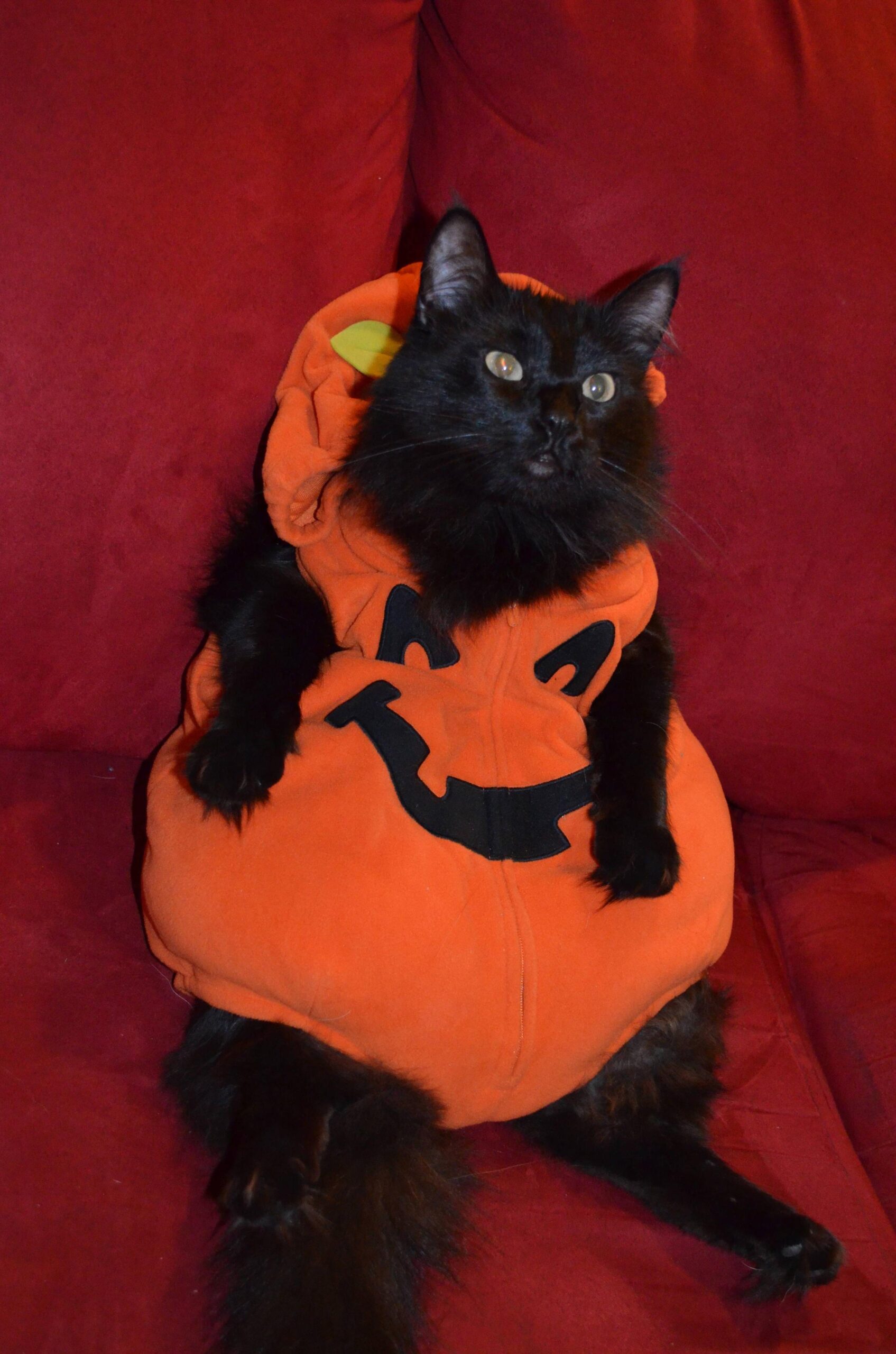 Cat-Costume-16.jpg