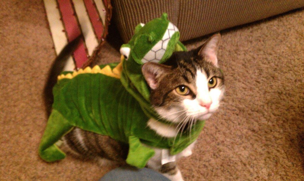 Cat-Costume-17.jpg