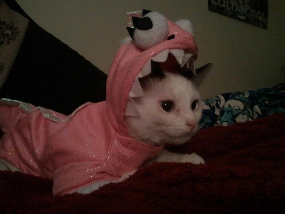 Cat-Costume-18.jpg