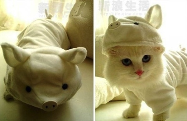 Cat-Costume-3.jpg