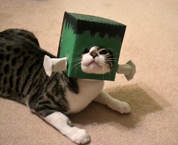 Cat-Costume-5.jpg